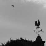 Swallow and Weathervane