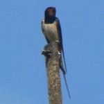 Swallow on pole